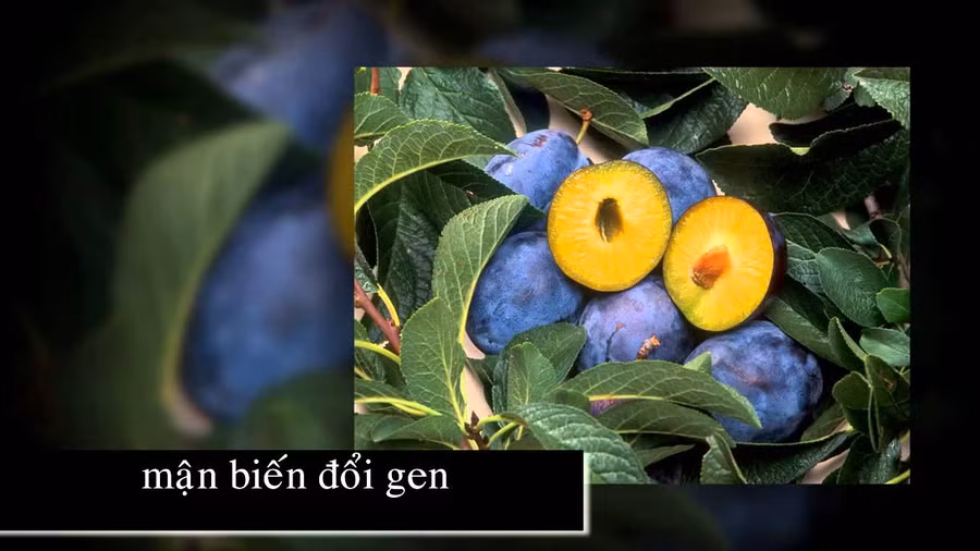 Công nghệ gen là gì?