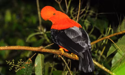 Vẻ đẹp của loài chim được chọn là quốc điểu của Peru