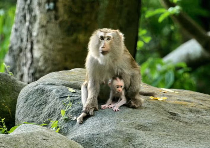 Khi co duoi nhu lon, quy hiem o VN co gi thu vi?-Hinh-4