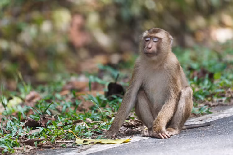 Khi co duoi nhu lon, quy hiem o VN co gi thu vi?-Hinh-5
