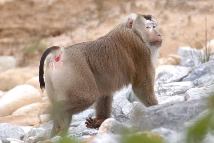 Khi co duoi nhu lon, quy hiem o VN co gi thu vi?-Hinh-7