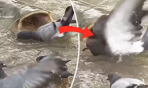 Cá trê sát thủ dài 2,5 mét nuốt chửng bồ câu trong nháy mắt