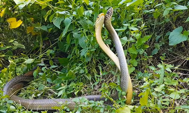 Rắn hổ trâu kịch chiến giành quyền giao phối
