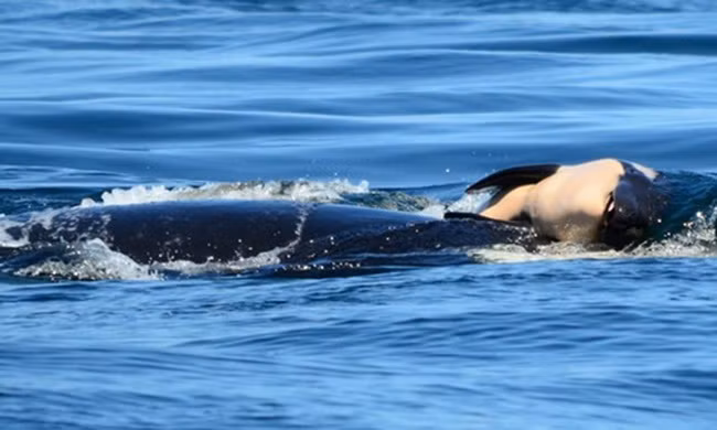 Cá voi mẹ đẩy xác con trên mặt biển suốt hai ngày