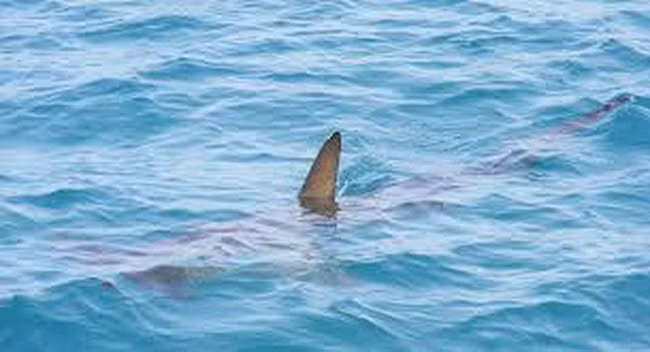 Khoảnh khắc cá mú khổng lồ nuốt chửng cá mập