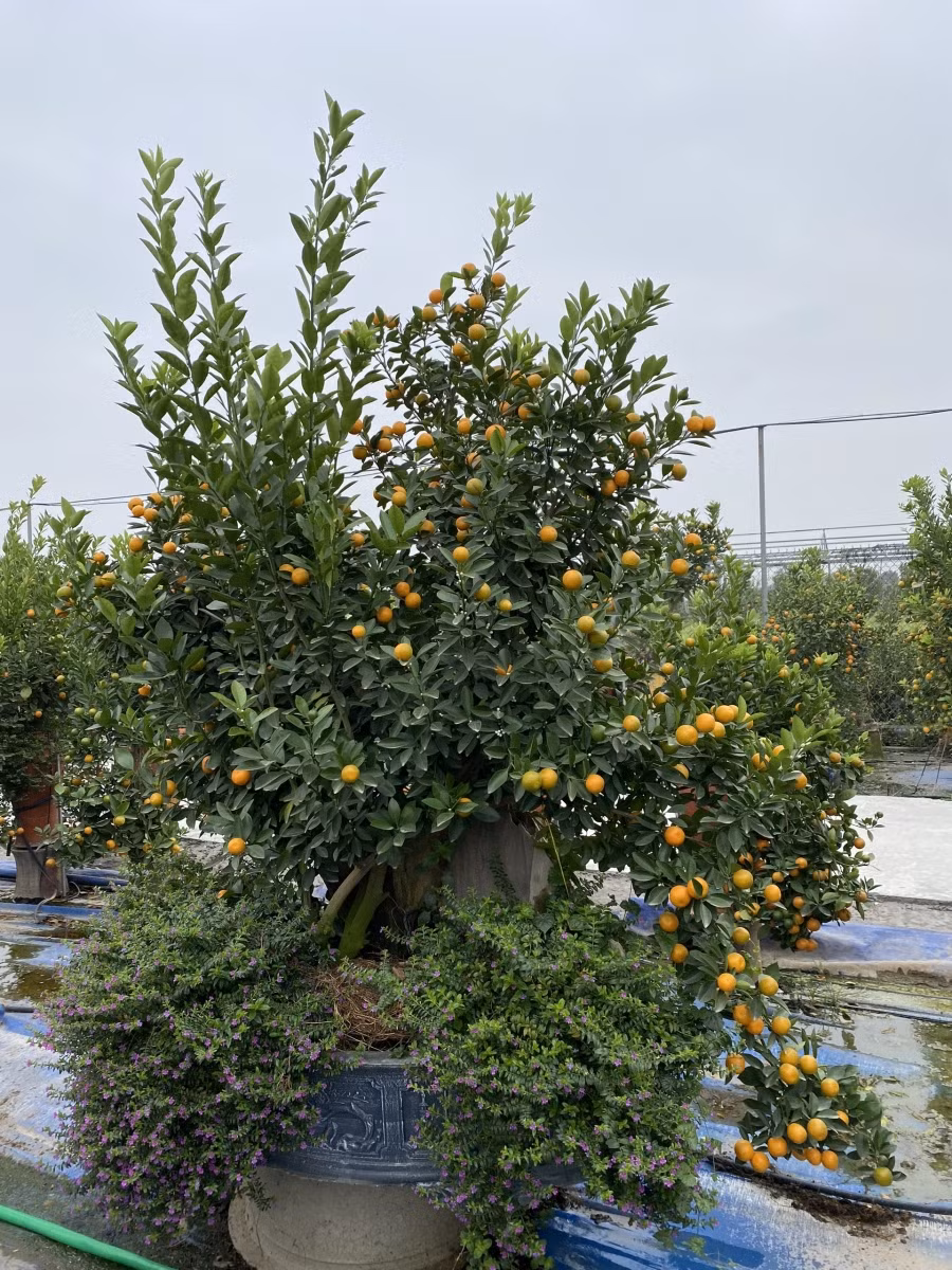 Đước biết, để có một chậu quất trồng ở thân gỗ hoai mục nghệ nhân phải bỏ mất rất nhiều thời gian và công sức. Ảnh Đức Chuyên.