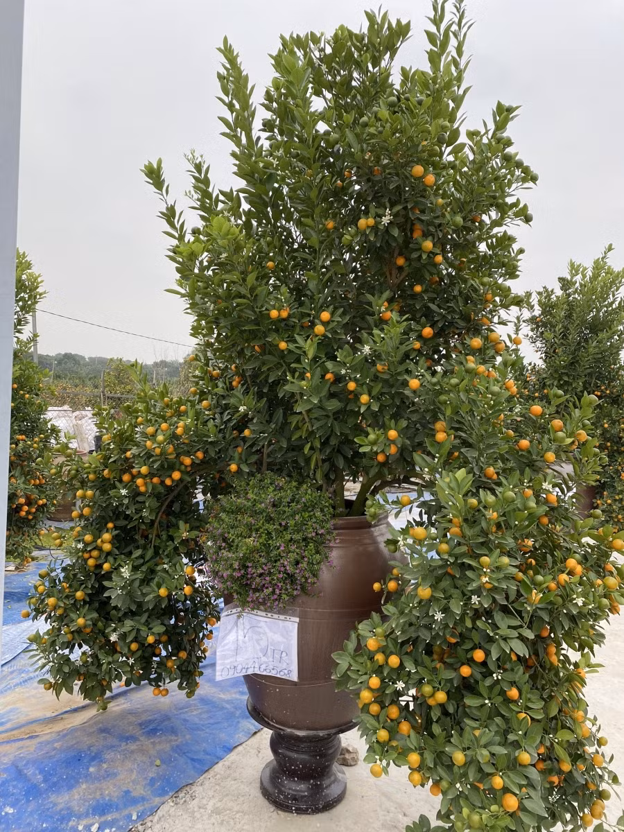 Đối với chậu quất này có giá 15 triệu đồng. Ảnh Đức Chuyên.