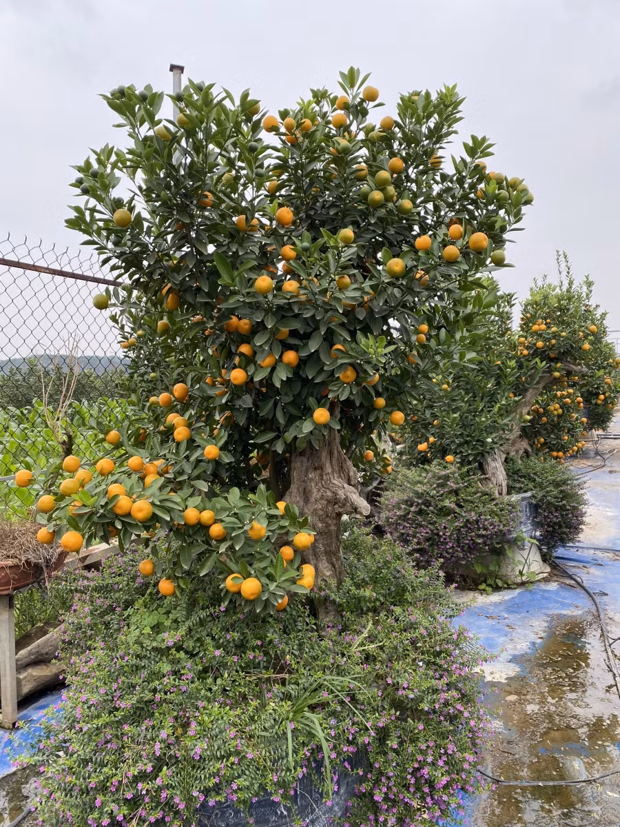 Năm nay, tại Tứ Liên (Tây Hồ - Hà Nội), loại quất độc được bày bán chính là quất trồng kết hợp với thân các cây gỗ hoai mục, bên dưới còn có thêm các tiểu cảnh như hoa. Ảnh Đức Chuyên.