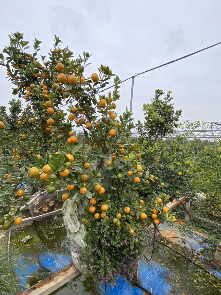 Những thế quất độc lạ chơi Tết Nguyên đán Nhâm Dần 2022 ảnh 6