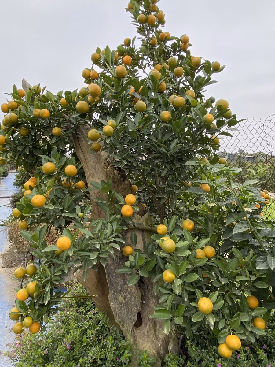 Đối với những loại quất trồng ở thân cây gỗ cổ thụ, thường được nhà vườn hướng đến là những khách chơi thượng lưu. Bởi mức giá mỗi cây này khá cao. Ảnh Đức Chuyên.