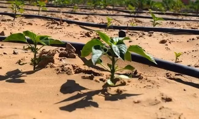 Công nghệ biến sa mạc thành đất trồng chỉ sau 7 tiếng