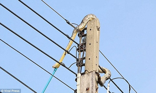 Trăn dài 3 mét quấn chặt cột điện không chịu xuống