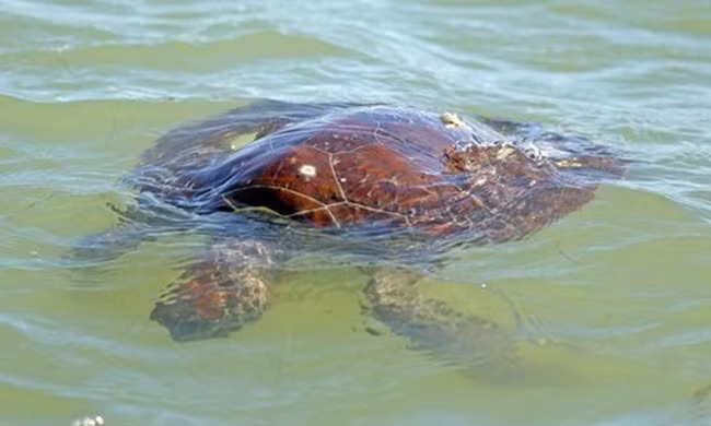  Hàng trăm rùa biển "sốc lạnh" trôi bất động dưới nước