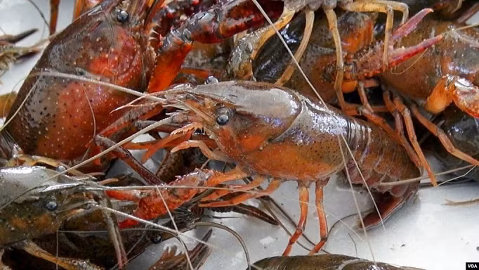 Ban Chỉ đạo 389 tăng cường kiểm tra, kiểm soát tôm càng đỏ nhập lậu