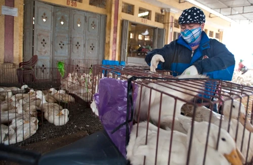 Dịch cúm gia cầm H5N1 tiếp tục lan ra nhiều tỉnh, thành