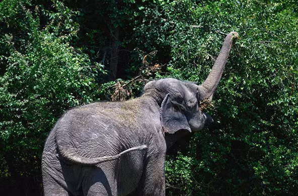 Trong tương lai, các đoàn xiếc thú sẽ có thể đến đây nghỉ hè, thời gian còn lại họ sẽ đi lưu diễn khắp đất nước.