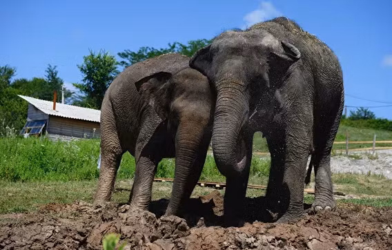 Ngôi nhà nội trú đầu tiên dành cho voi ở Nga đã xuất hiện ở làng Akhshtyr nhờ rạp xiếc Nhà nước Nga và công viên dã ngoại Live Vision.
