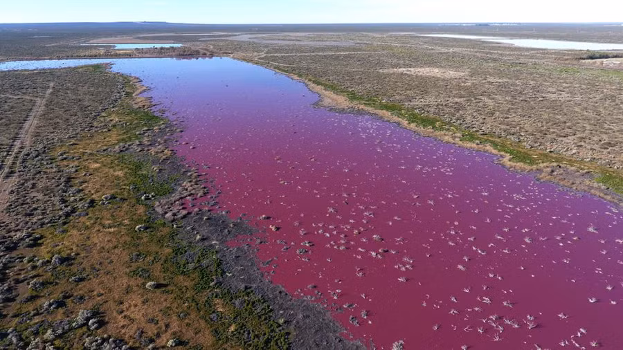 Hồ nước ở Argentina chuyển sang màu hồng.