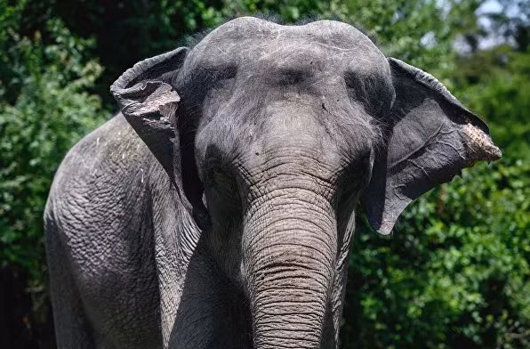 Đối với tất cả những ai muốn xem và chụp ảnh với voi, công viên mở cửa đến ngày 1 tháng 9