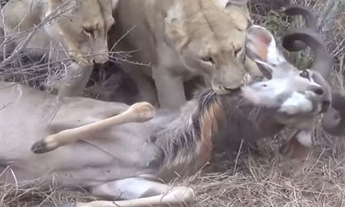 Sư tử xé toạc cổ linh dương ngay trước mũi ôtô