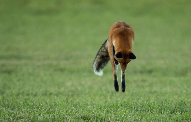 Cáo đỏ trổ tài bắt chuột kiểu trồng cây