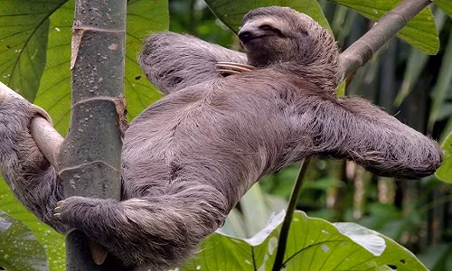 Chiến lược sinh tồn của loài vật chậm nhất hành tinh 