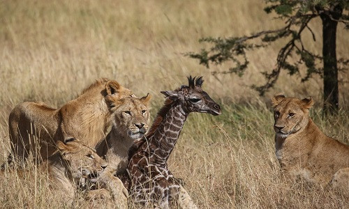 Hươu cao cổ con sẽ nhanh chóng bị đàn sư tử xé xác. Ảnh: Cover Image.