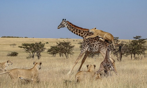 Sư tử leo lên mình hươu cao cổ mẹ để phân tán sự chú ý của nó. Ảnh: Cover Image.
