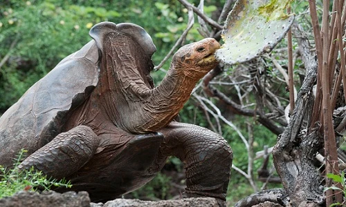 Diego là cứu tinh của loài rùa khổng lồ Galapagos.