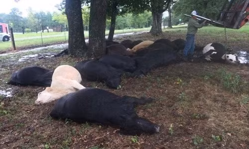 
Đàn bò chết do sét đánh ở Texas. .