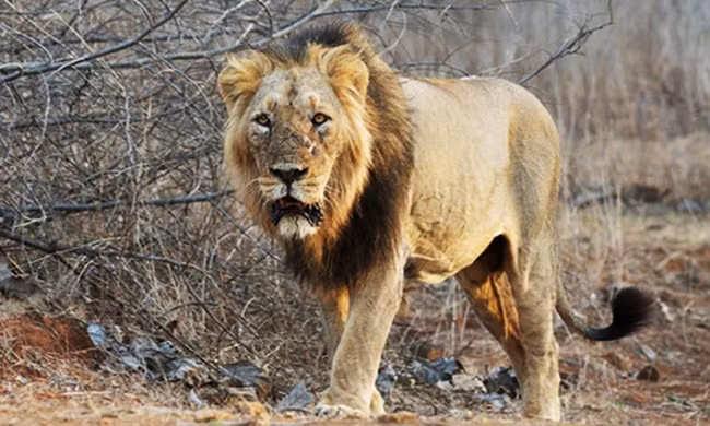 Sư tử tấn công và ăn thịt người