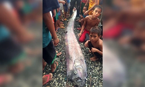 Xác cá oarfish mới nhất dạt vào bờ biển Philippines