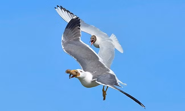 Mòng biển mẹ bất lực nhìn con bị đồng loại nuốt chửng 