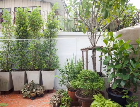 Ngôi nhà tràn ngập cây xanh của vợ chồng trẻ gây sốt trên báo Mỹ - Ảnh 22.