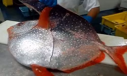 Xẻ thịt cá mặt trăng to bằng lốp ôtô ở Mỹ