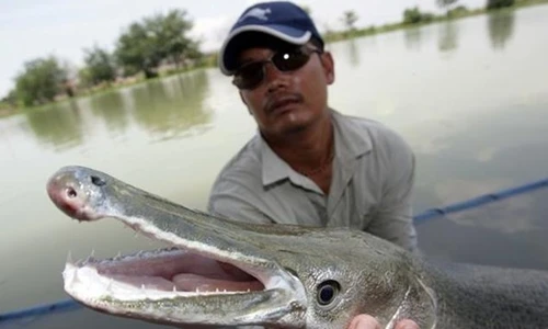 "Thủy quái" mình rắn đầu cá sấu