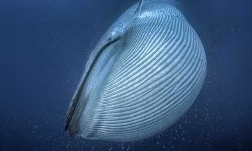 Thảm họa biến cá voi xanh thành sinh vật lớn nhất hành tinh