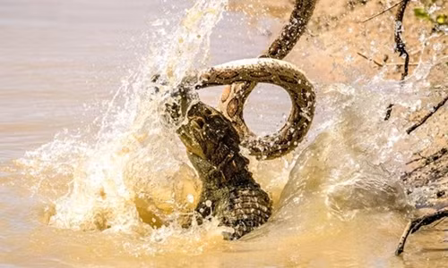 Trận đấu dữ dội khiến nước văng tung tóe. Ảnh:&nbsp;Rishani Gunasinghe.