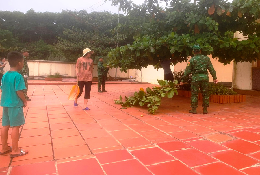 Cây bàng trong khuôn viên trường đường cắt tỉa.