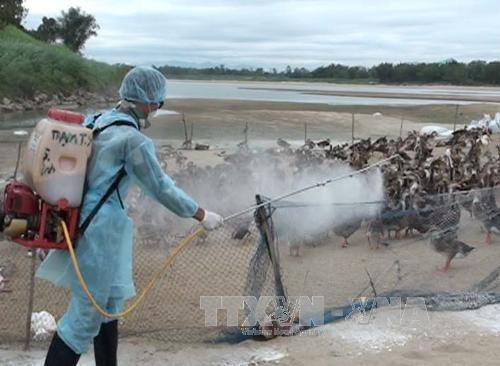 11 tỉnh có dịch cúm A/H5N1