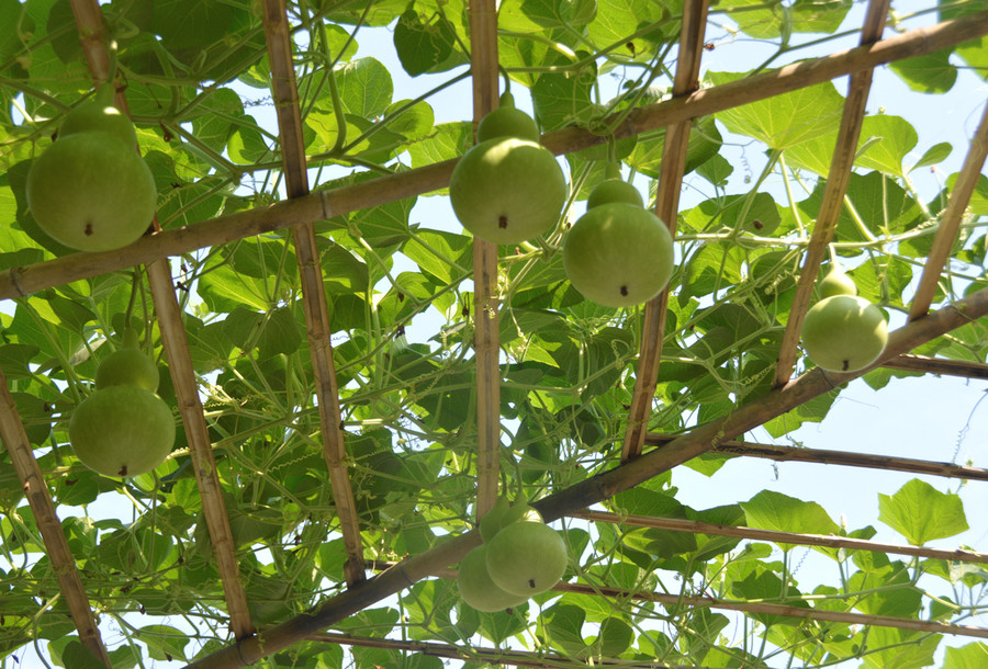 Khu vực Vườn xuân