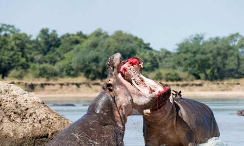 cuoc-chien-gianh-lanh-tho-dam-mau-cua-ha-ma-1