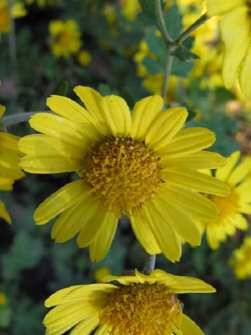 Những loài hoa có độc tính mạnh nhất trong tự nhiên ảnh 5