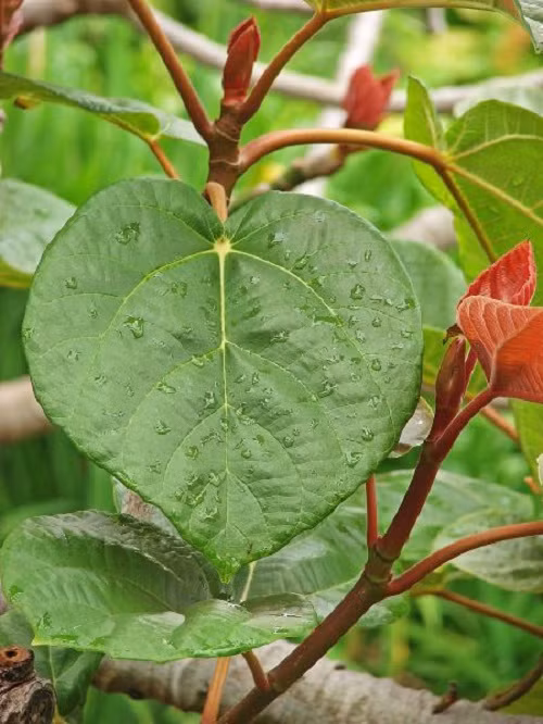 Những loài hoa có độc tính mạnh nhất trong tự nhiên ảnh 3