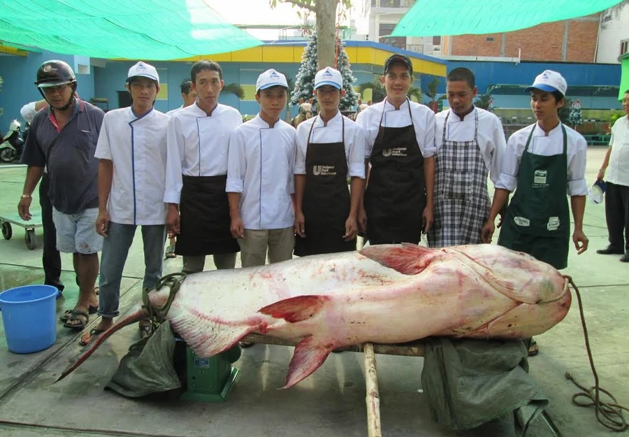 Con cá tra dầu nặng 247 kg mà nhà hàng Hai Lúa ở An Giang mua lại từ một người dân