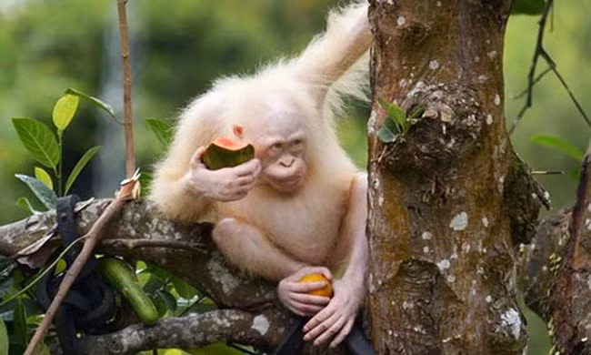 Đười ươi bạch tạng duy nhất trên thế giới 