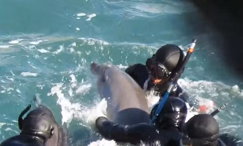 Cá heo mẹ ra sức đoạt lại con bị thợ săn Nhật bắt giữ