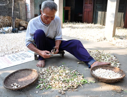 Toát mồ hôi tỏi mồ côi giá khủng