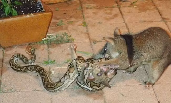 Thú có túi cào cắn trăn để đòi lại con