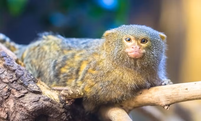 10 loài động vật có vú nhỏ nhất thế giới